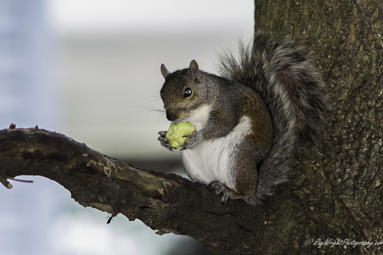 squirrel thief 003.jpg