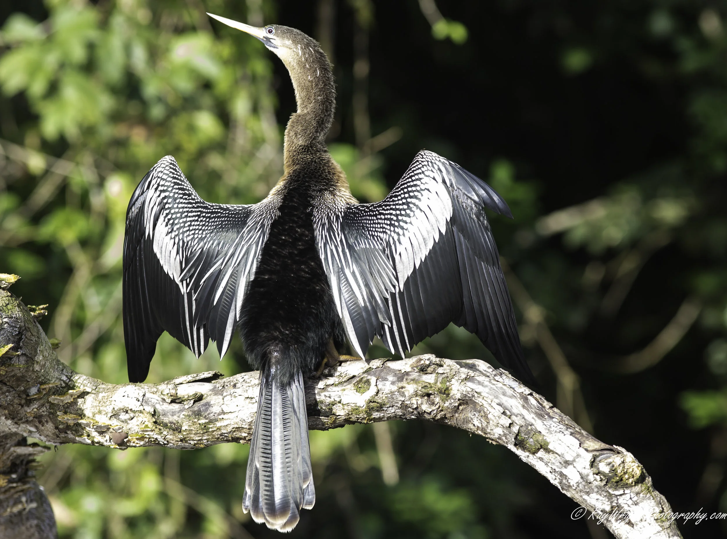 2014 Costa Rica Vacation 1265.jpg