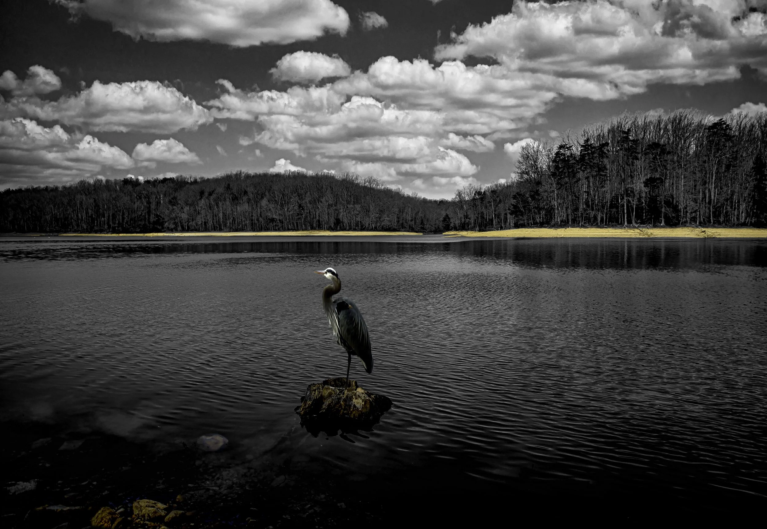 _MG_8761-Edit-2-Edit with Heron copy.jpg
