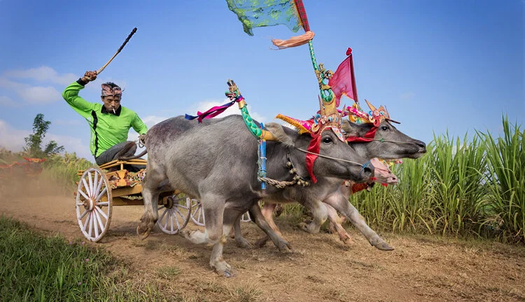 Buffalo Racing-Pia Jessen.jpg
