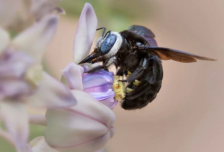 Flores Carpenter Bee - Pia Jessen.jpg