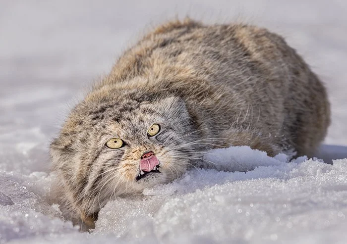 Mongolian Pallas Cat