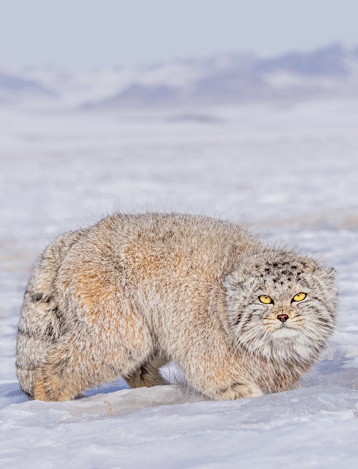 Pallas Cat 2 by Pia Jessen.jpg
