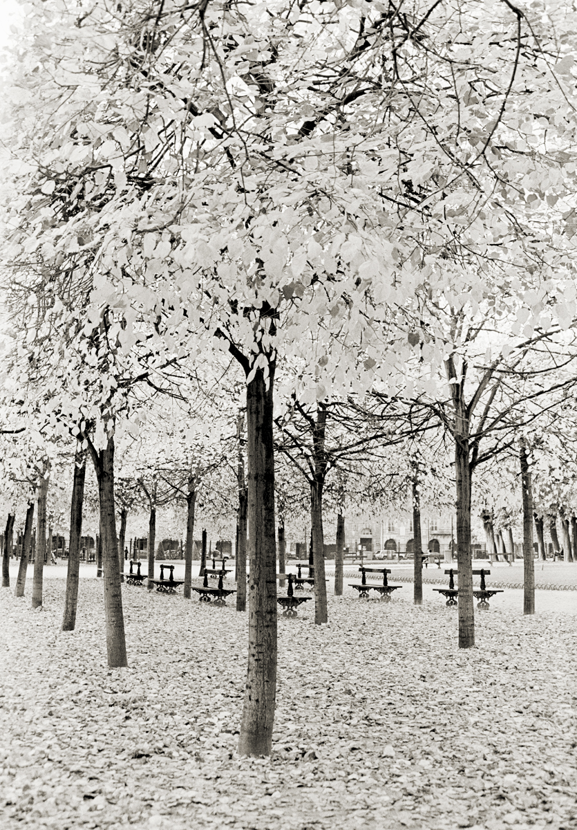 TreesPLDesVosges.jpg