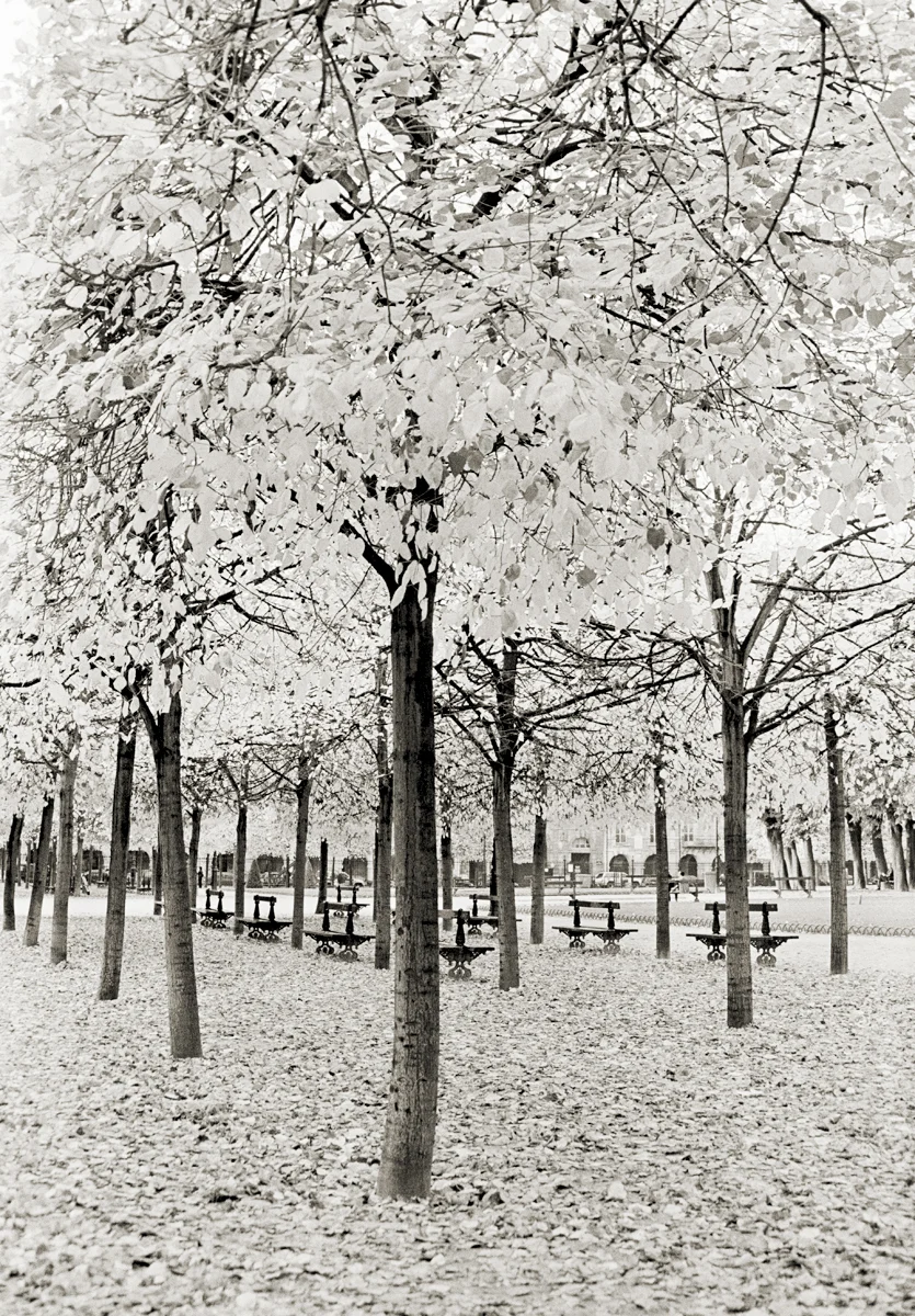 TreesPLDesVosges.jpg