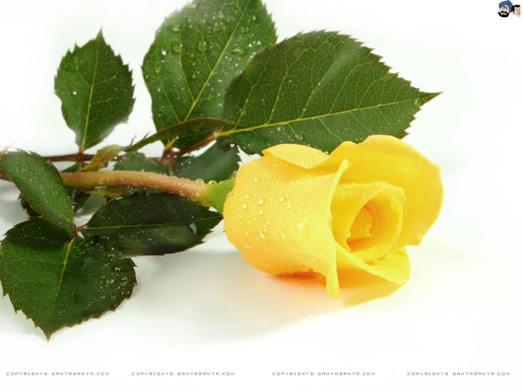 Goodbye Rose Bird - A Tribute