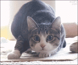 astra gif.gif