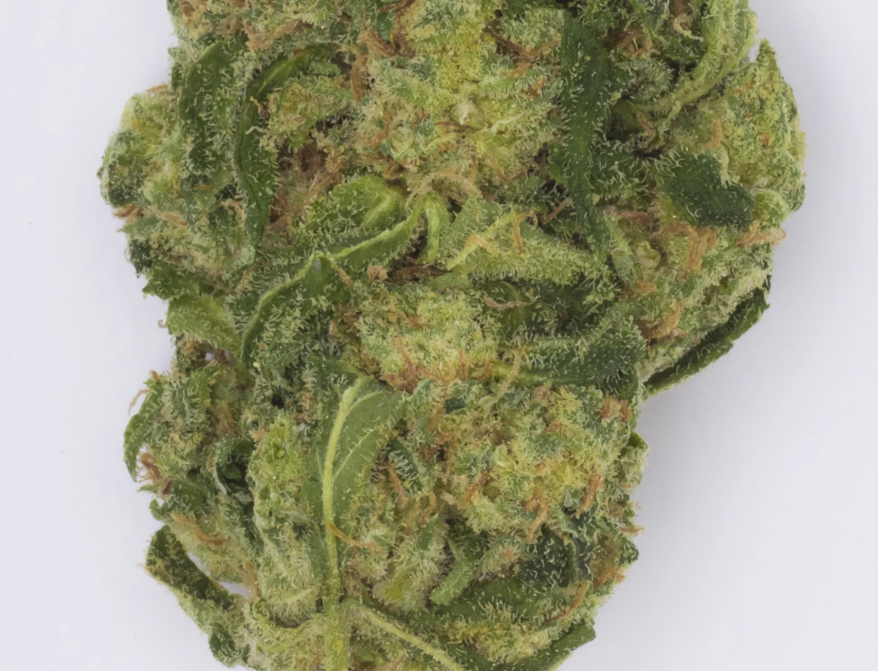 Cannabis002101A2064 copy.jpg