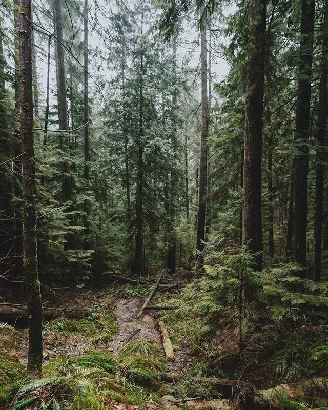 Timber. 🌲 
#explorebc #forest #northshore #vancity #nothingbuttrees #solitude #meday #canoneosr #canon1535 #raincouver #clevelanddam #northvancouver