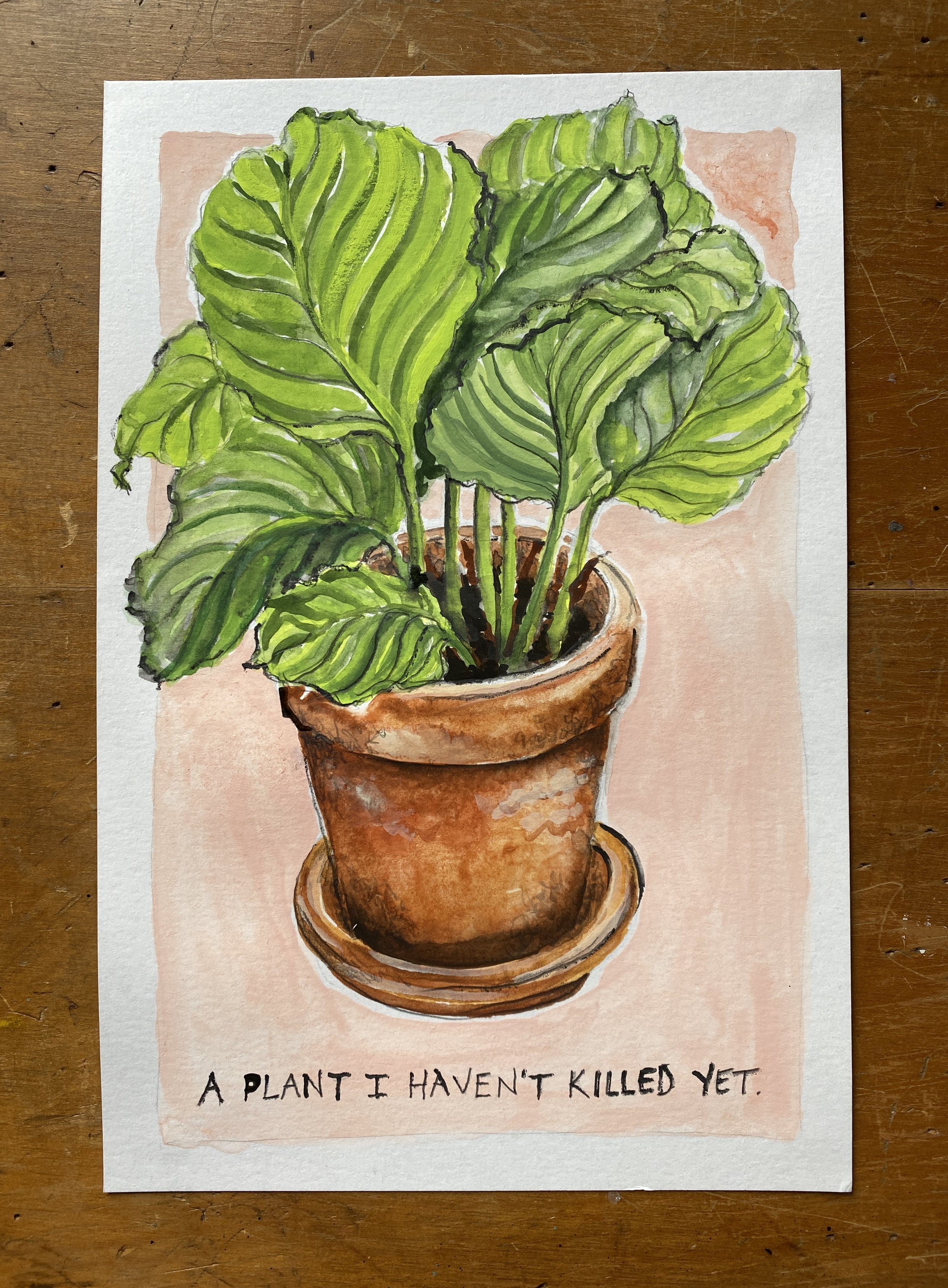 Potted Plant