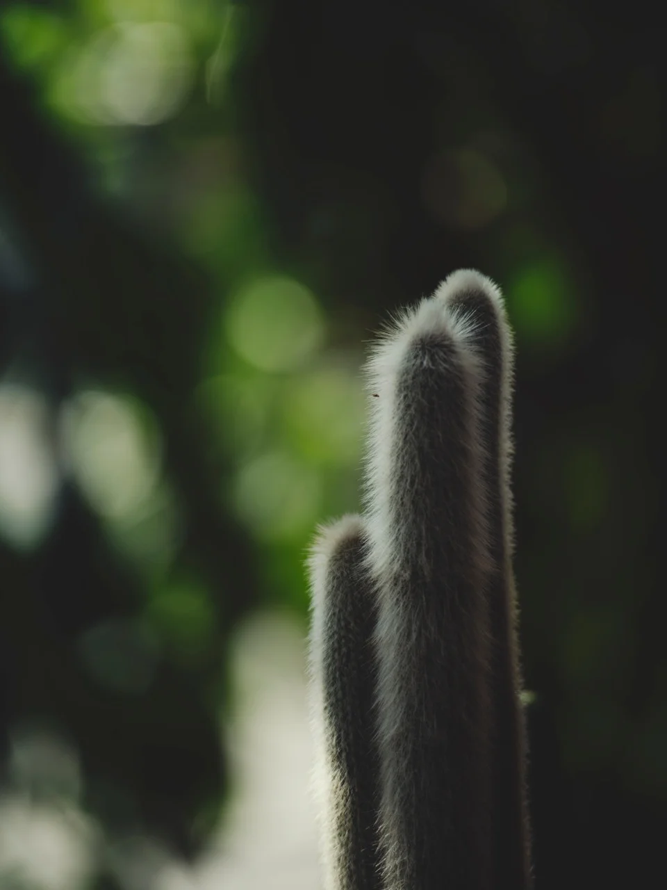 Photo // Gerhardt Kellerman