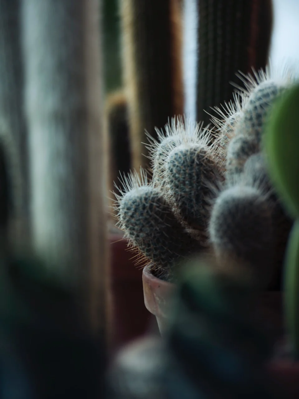 Photo // Gerhardt Kellerman