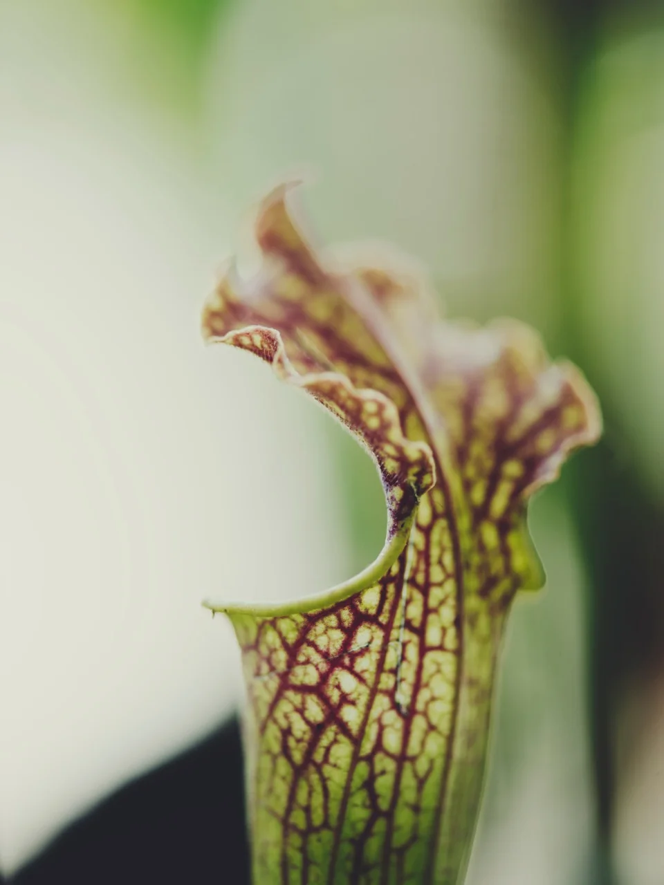 Photo // Gerhardt Kellerman