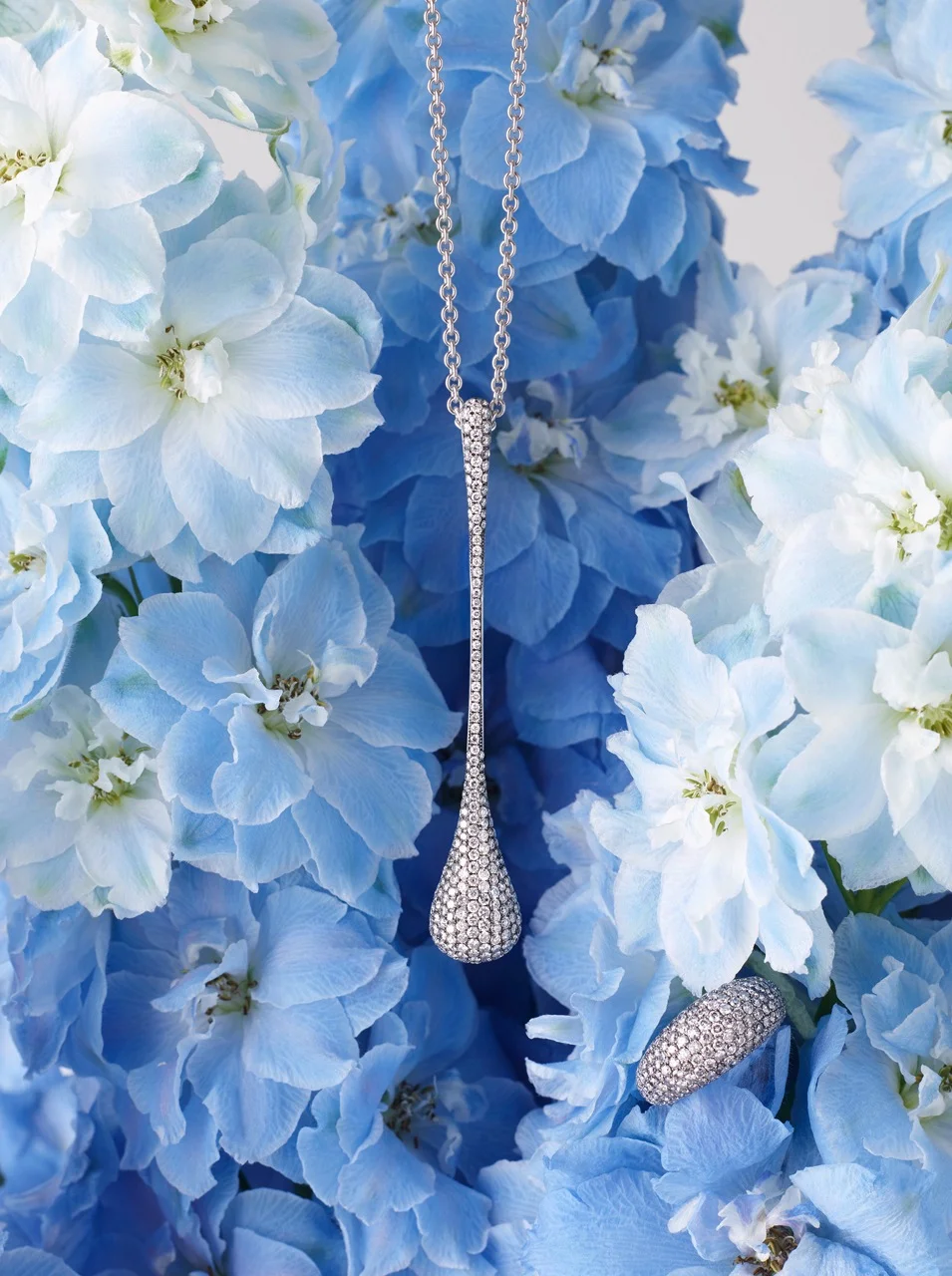 Jasper_Stenzhorn_Delphinium_01.jpeg