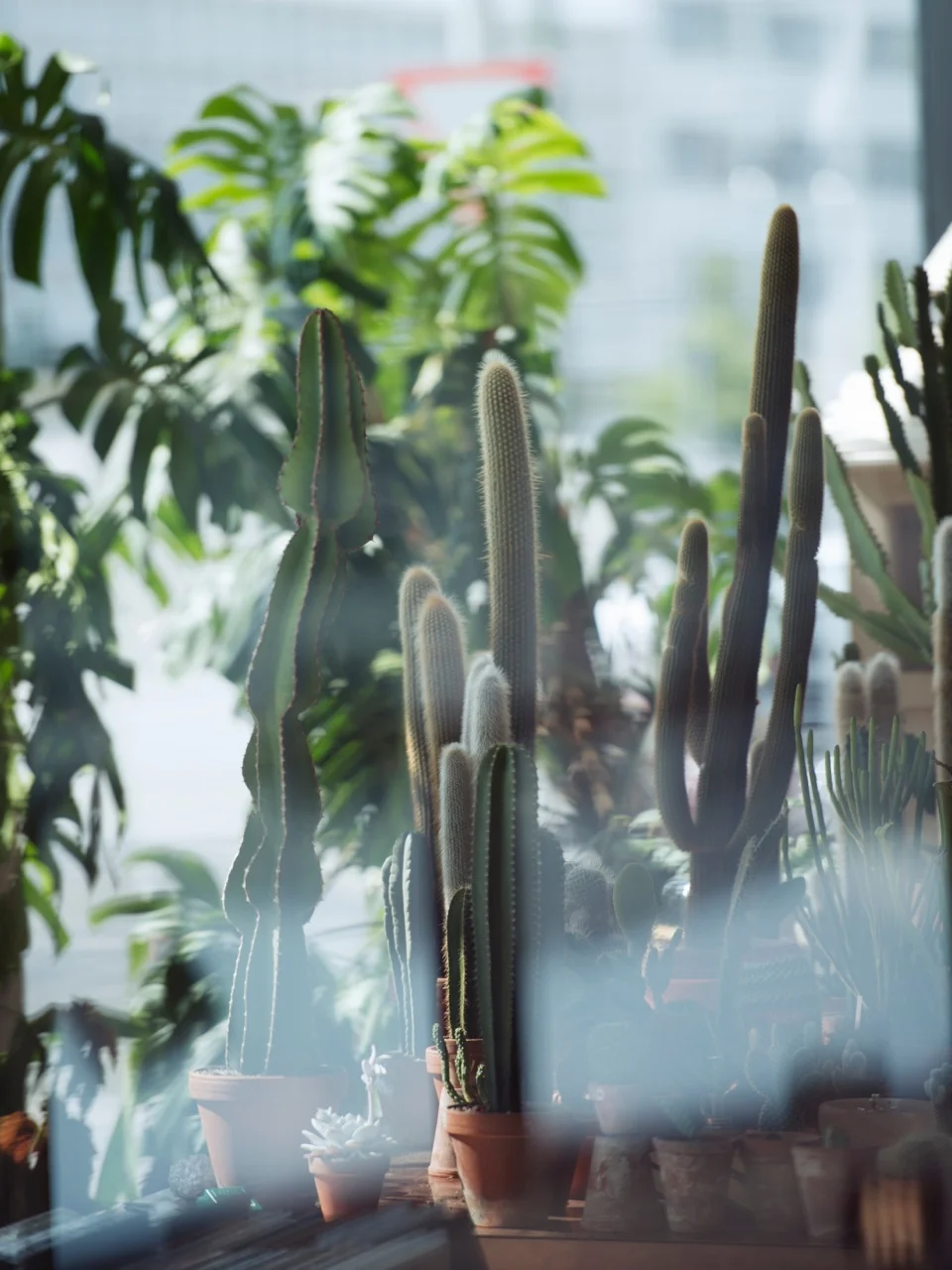 ML::Cactus7.jpeg