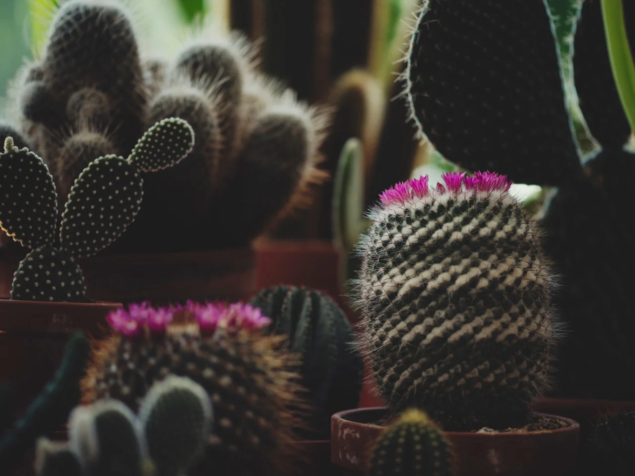 ML::Cactus4.jpg