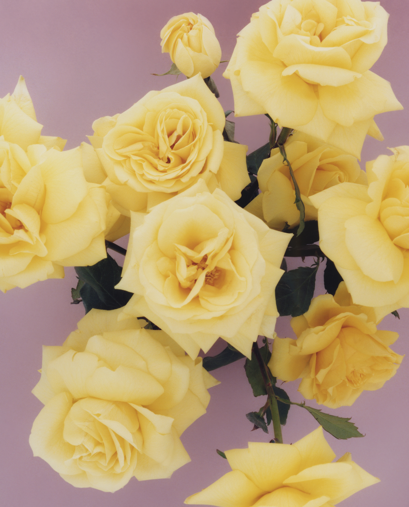 01Blume.jpg