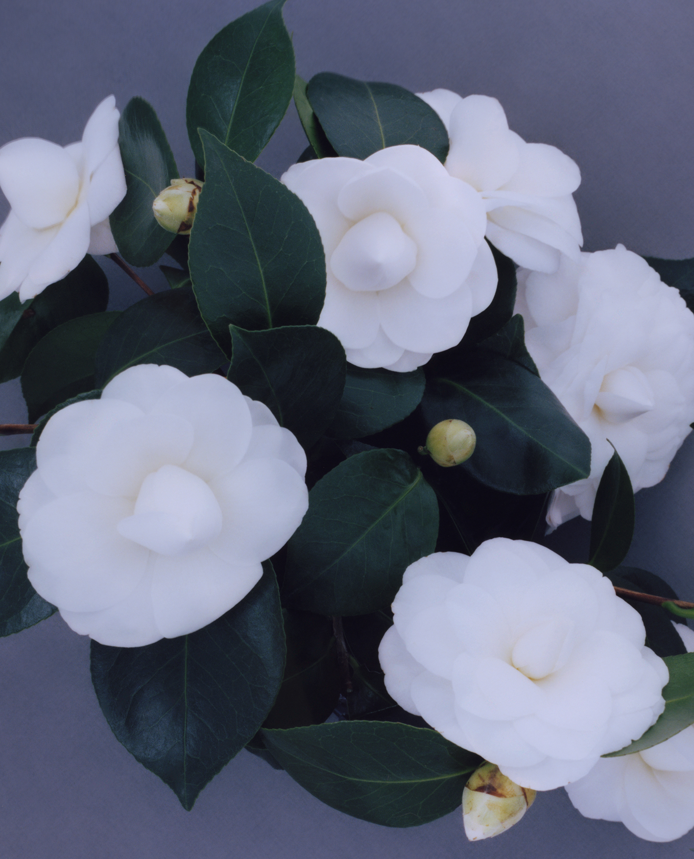 06Blume.jpg
