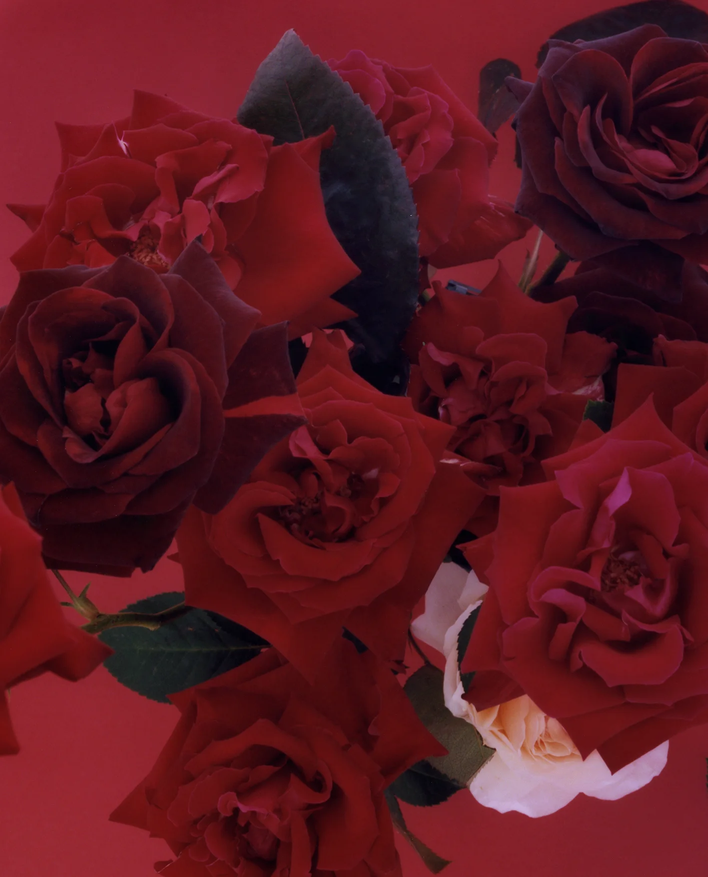 10Blume.jpg