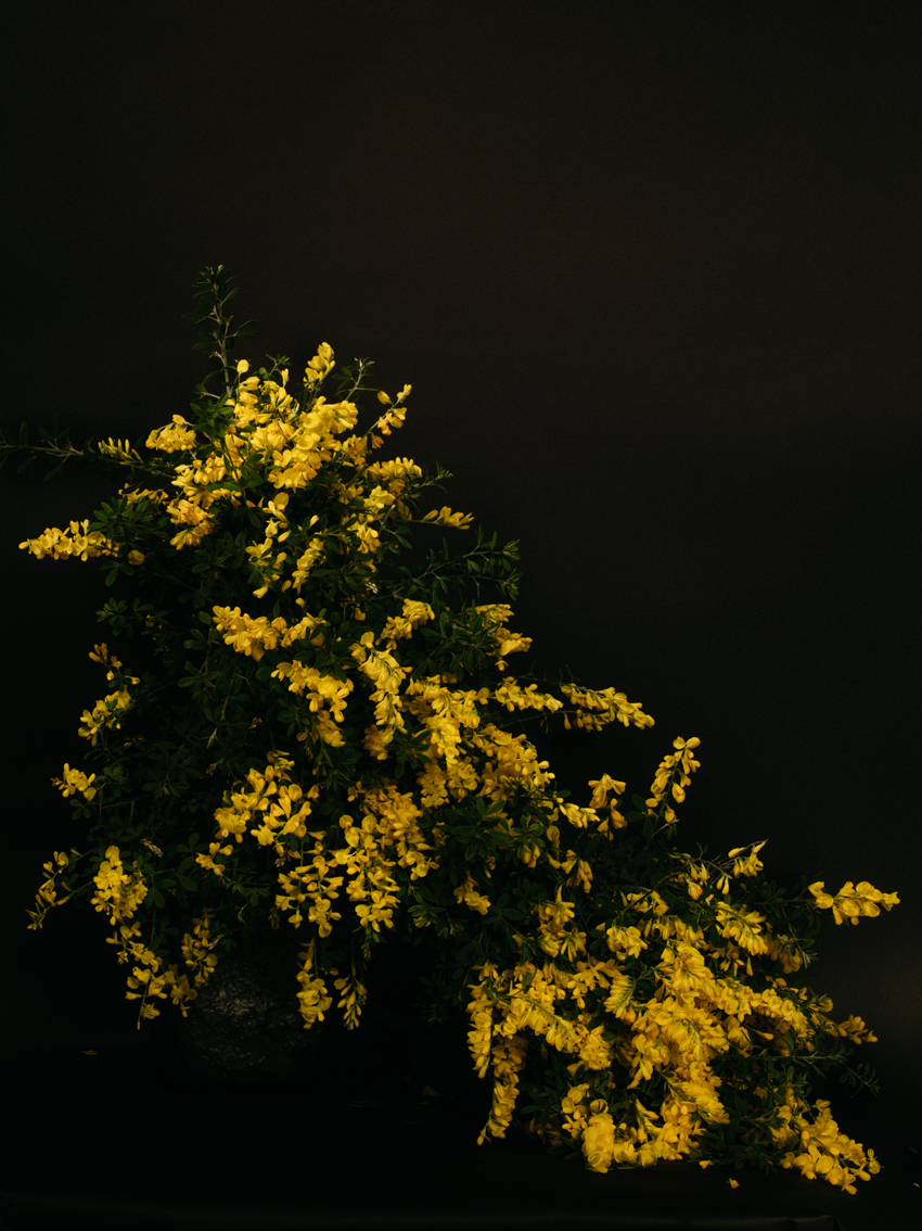 N°1 Genista Canariensis.jpeg