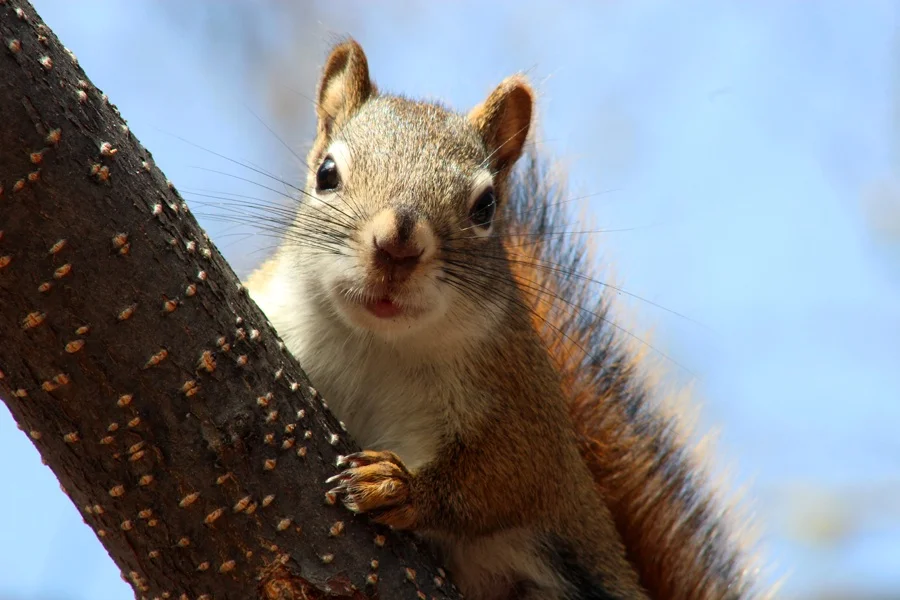 SMSquirrel6792.jpg