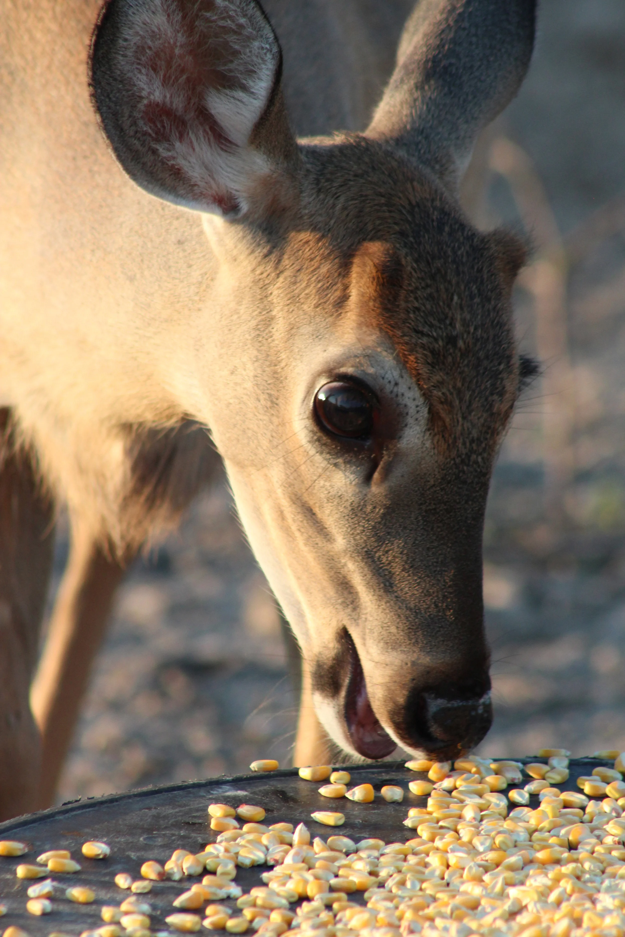 Fawn0145.jpg