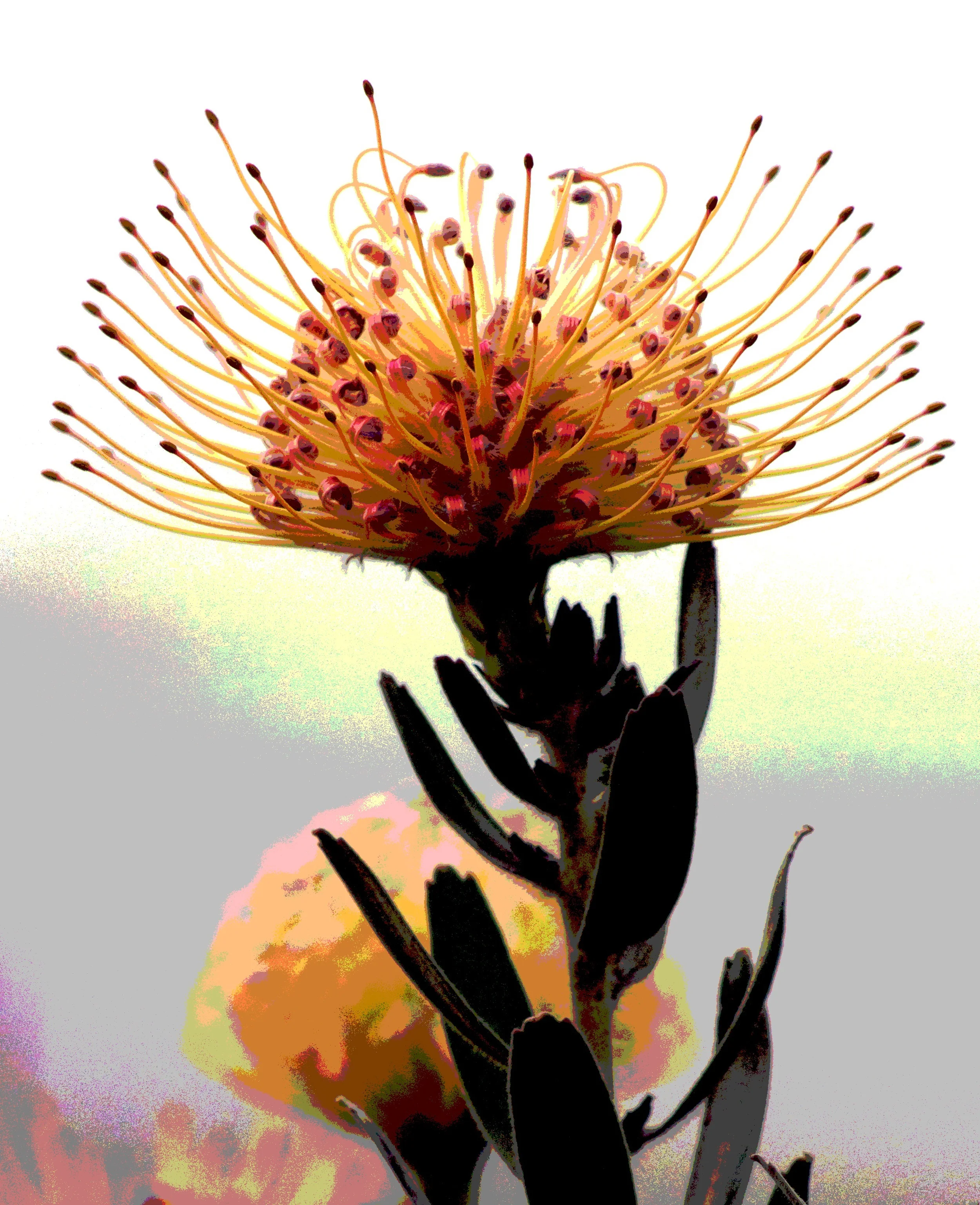 pincushion.jpg