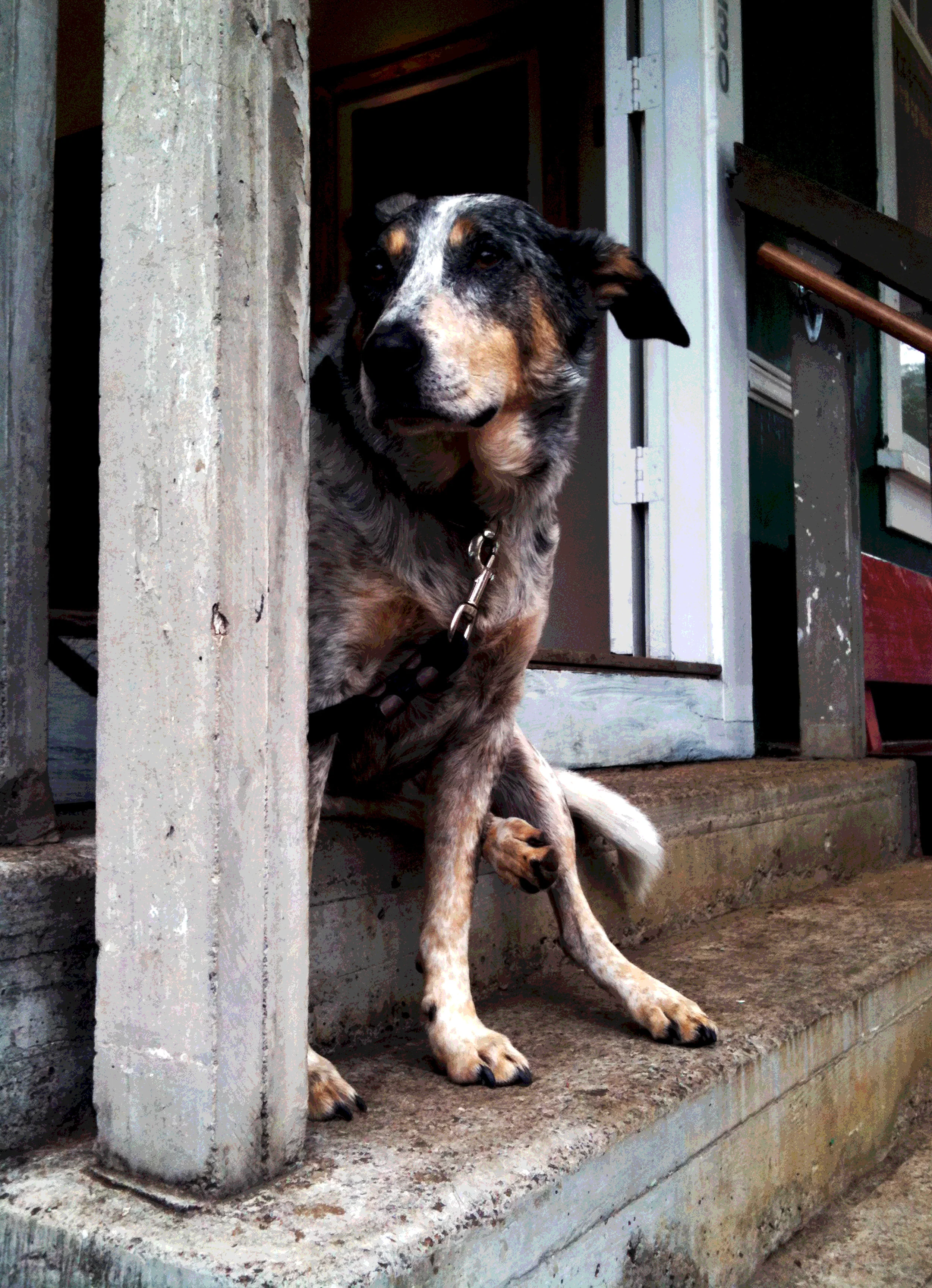 9DogDaze.jpg