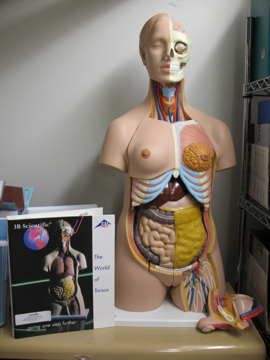 Human Torso Model