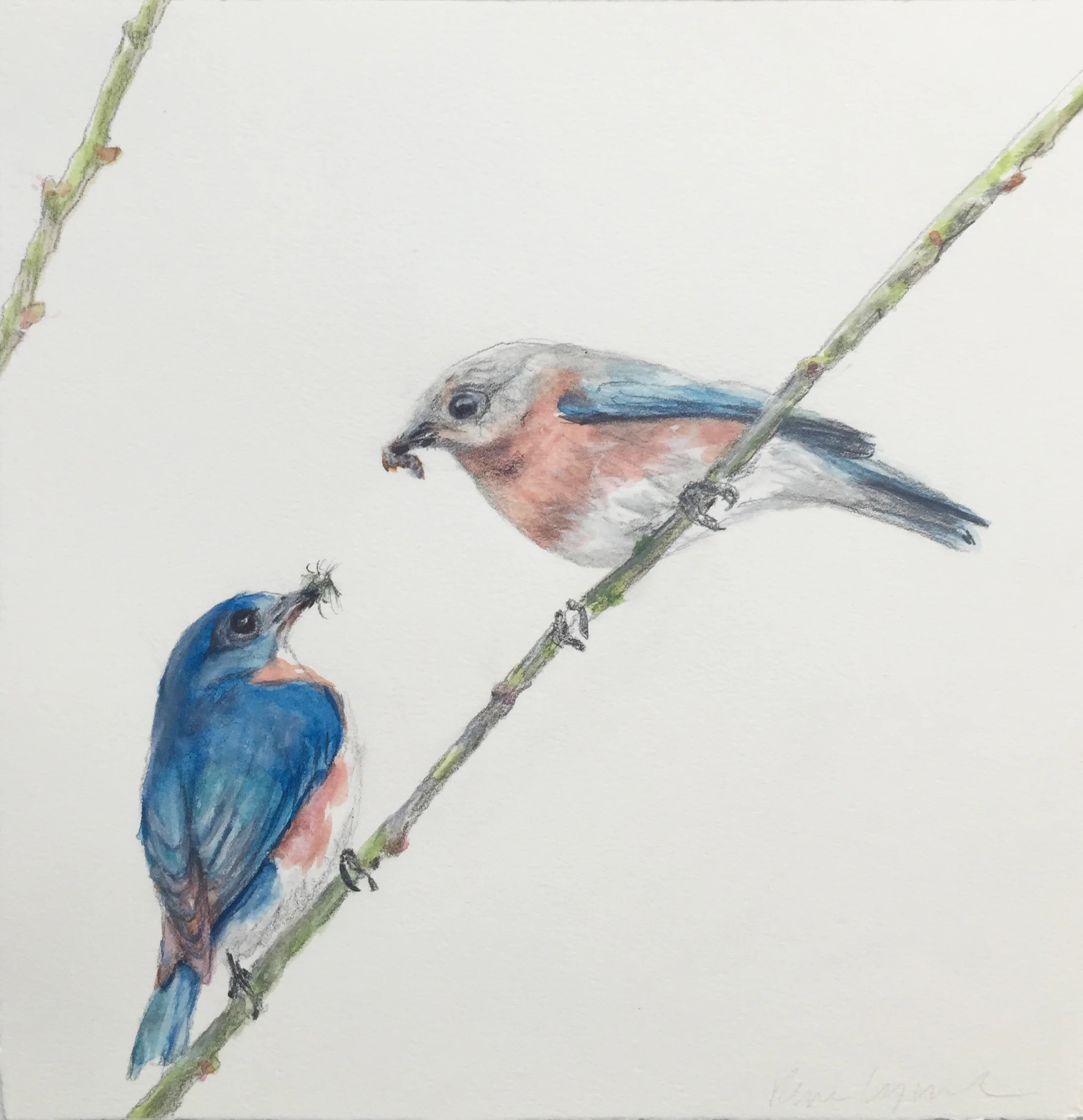 #35 Rene Lynch Blue Birds Watercolor on paper 10 x 10 in. 2018