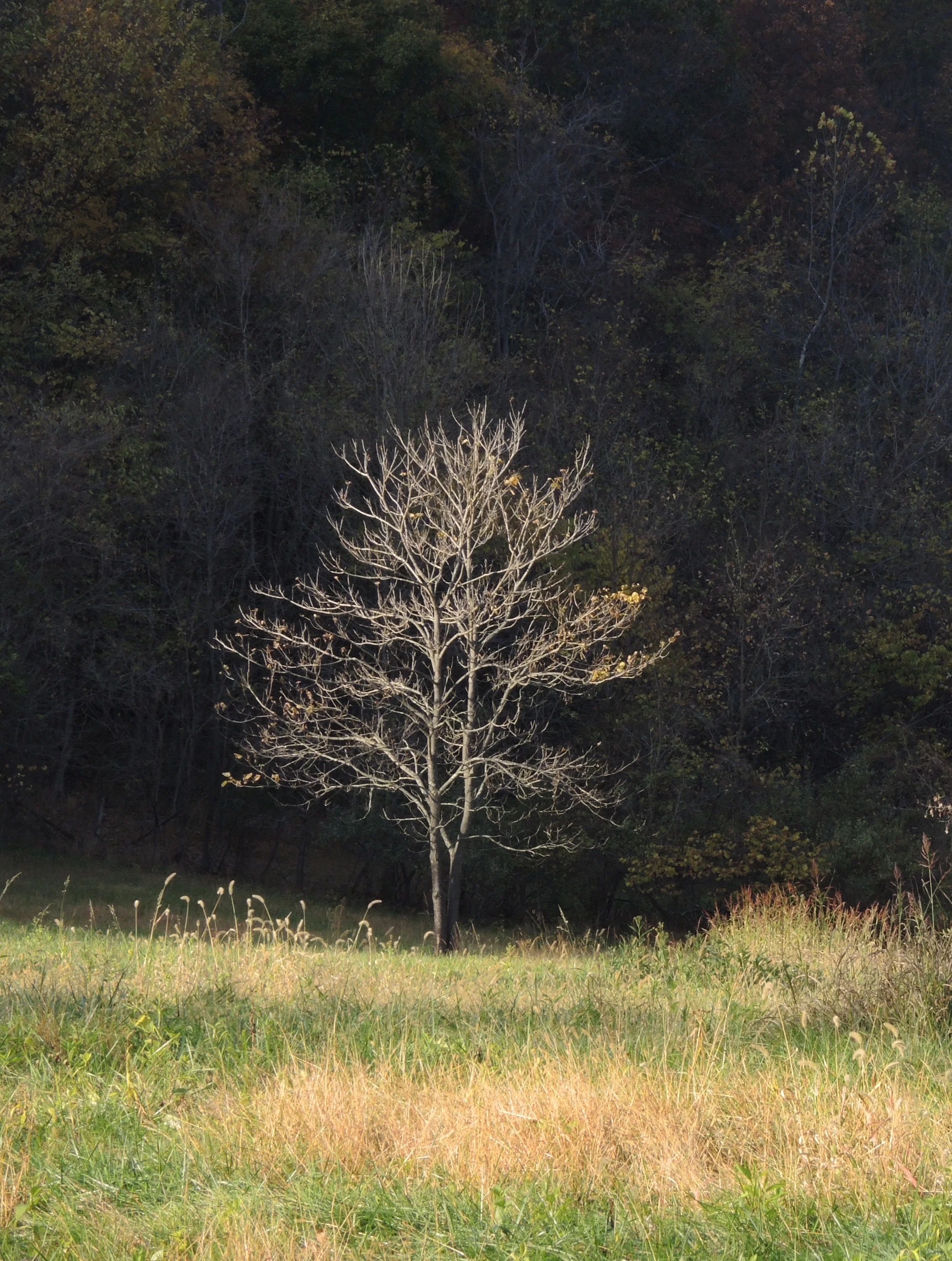 Tree.jpg