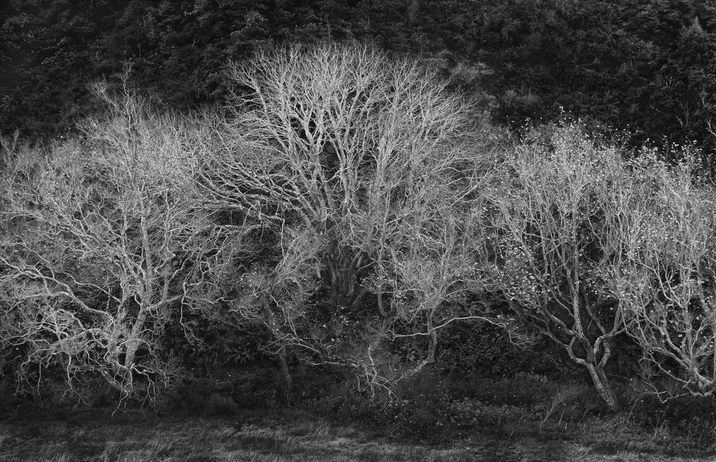 Ghost Trees.jpg