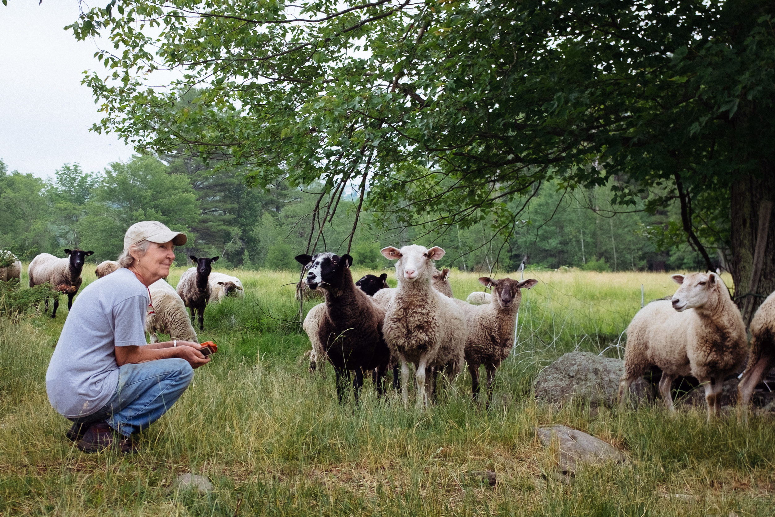 Jean Noon and ewes