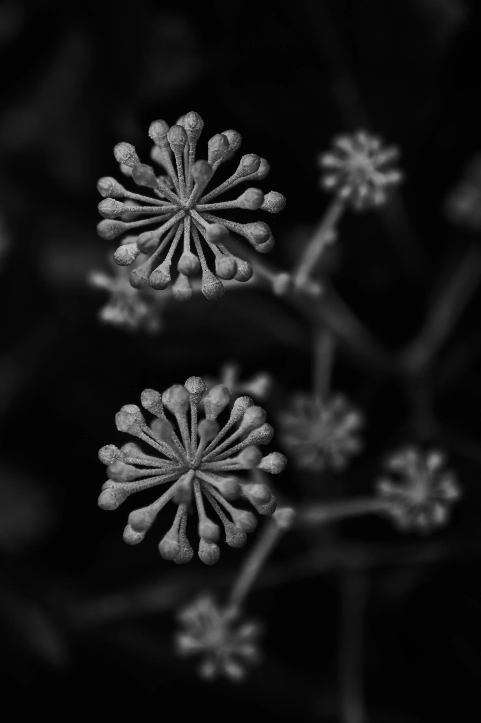 _DSC8095.jpg