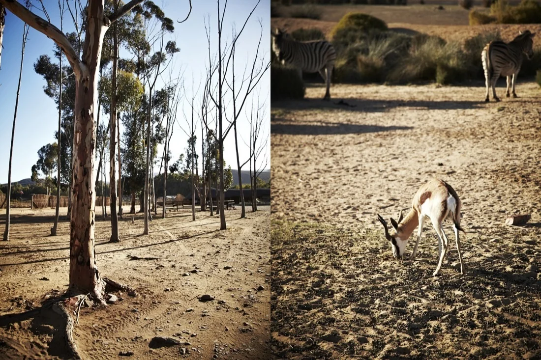 Safari Stills-054.jpg