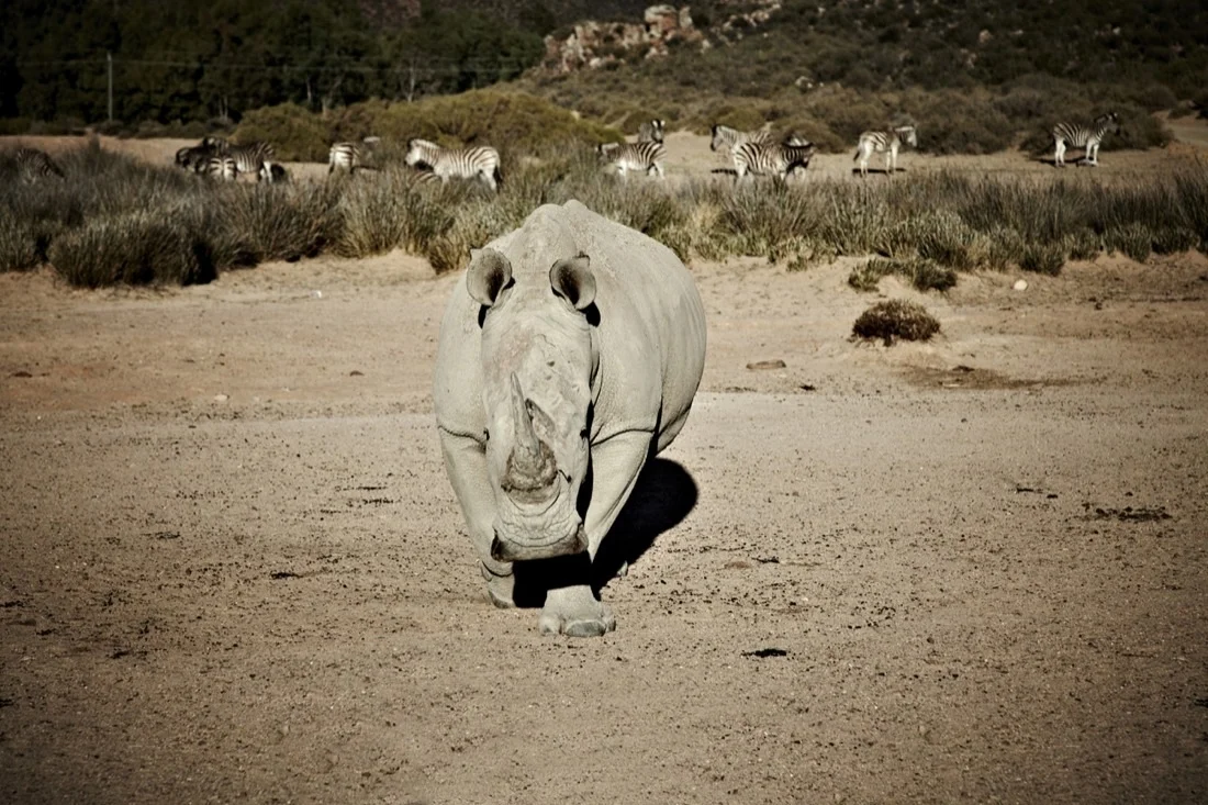 Safari Stills-059.jpg