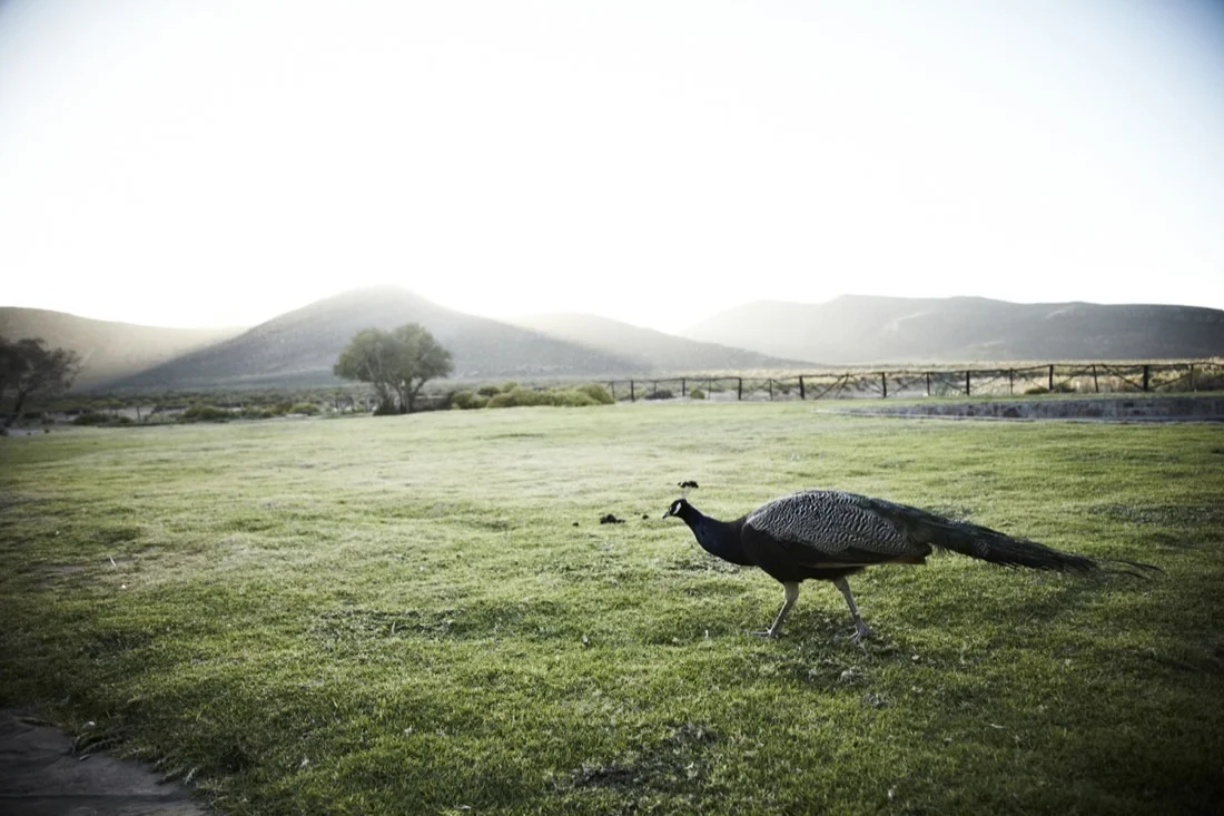 Safari Stills-081.jpg