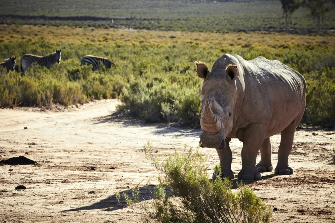 Safari Stills-118.jpg