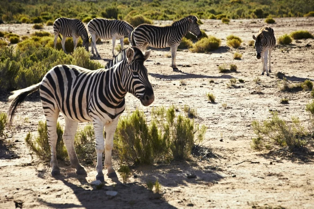 Safari Stills-120.jpg