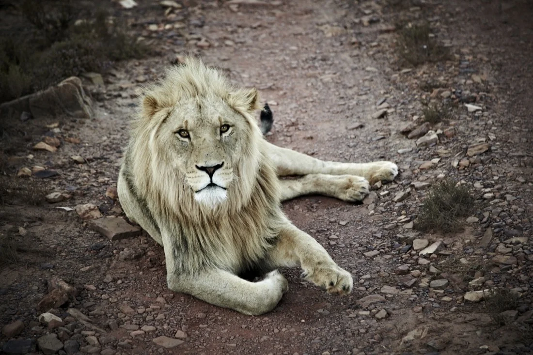Safari Stills-158.jpg
