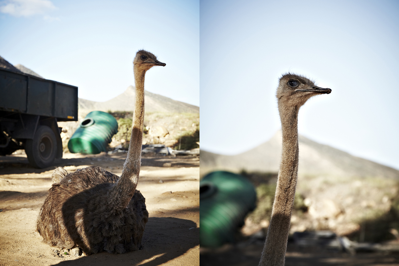 Safari Stills-046.jpg