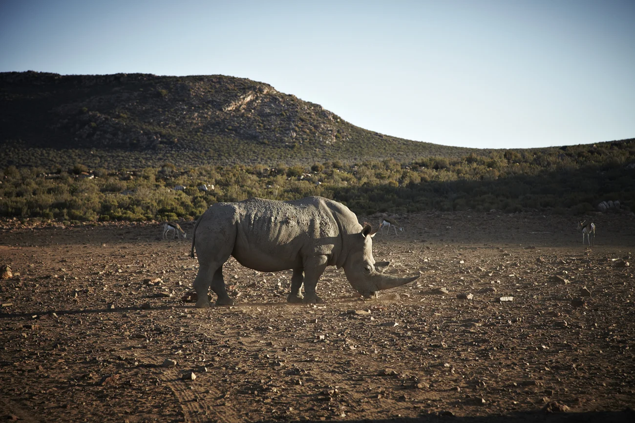 Safari Stills-069.jpg