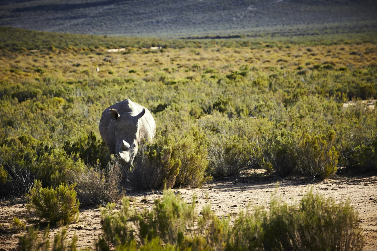 Safari Stills-119.jpg