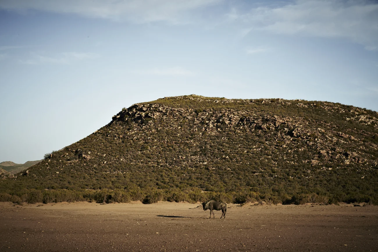 Safari Stills-147.jpg