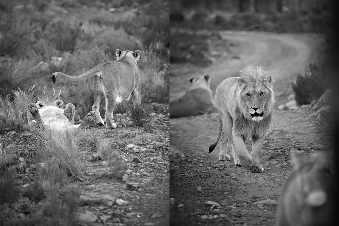 Safari Stills-154.jpg