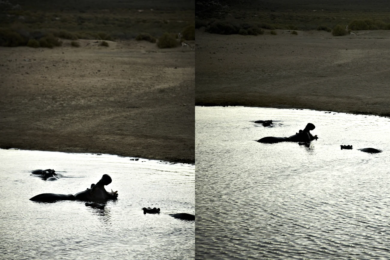 Safari Stills-172.jpg