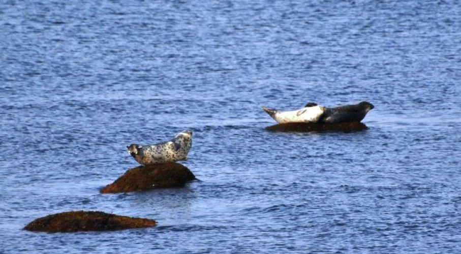 seals.jpg