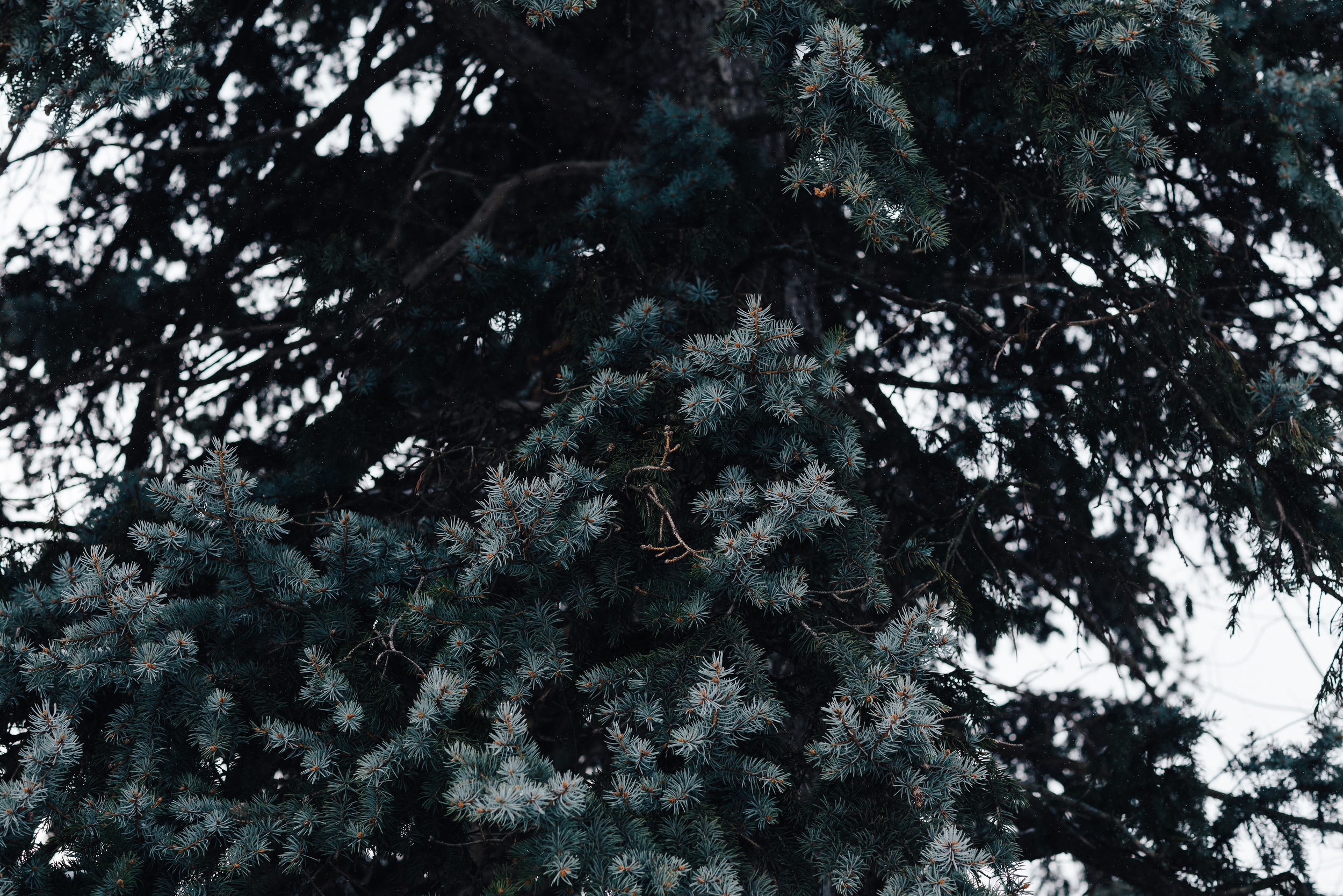  Winter's Engagement Session

�Kindling LLC 