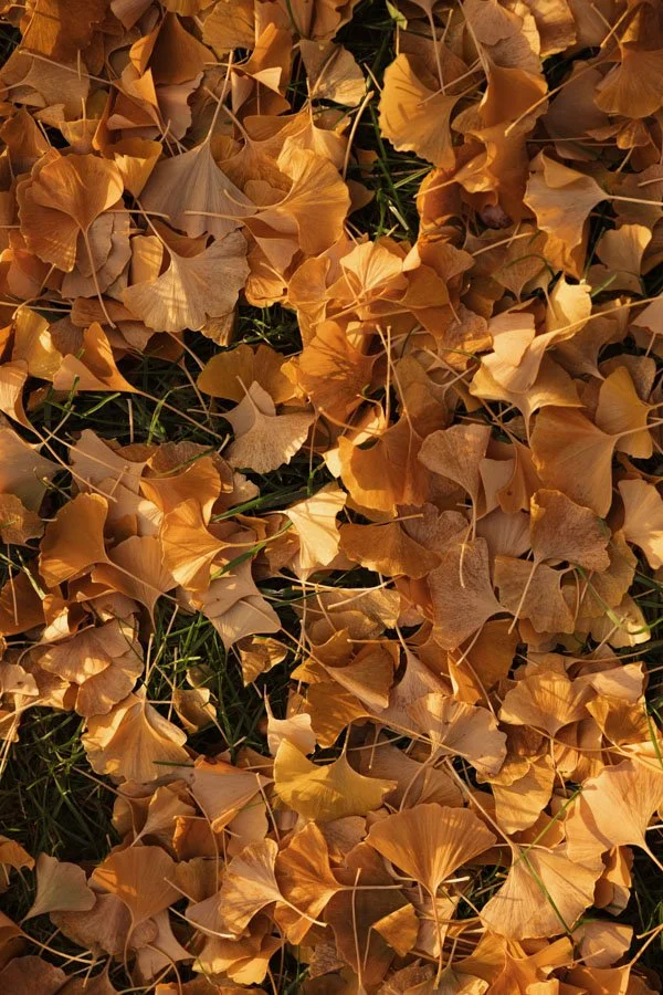 kansas city wedding photography engagment photo session 2026_Kindling Kansas City Wedding Photography_72.JPG