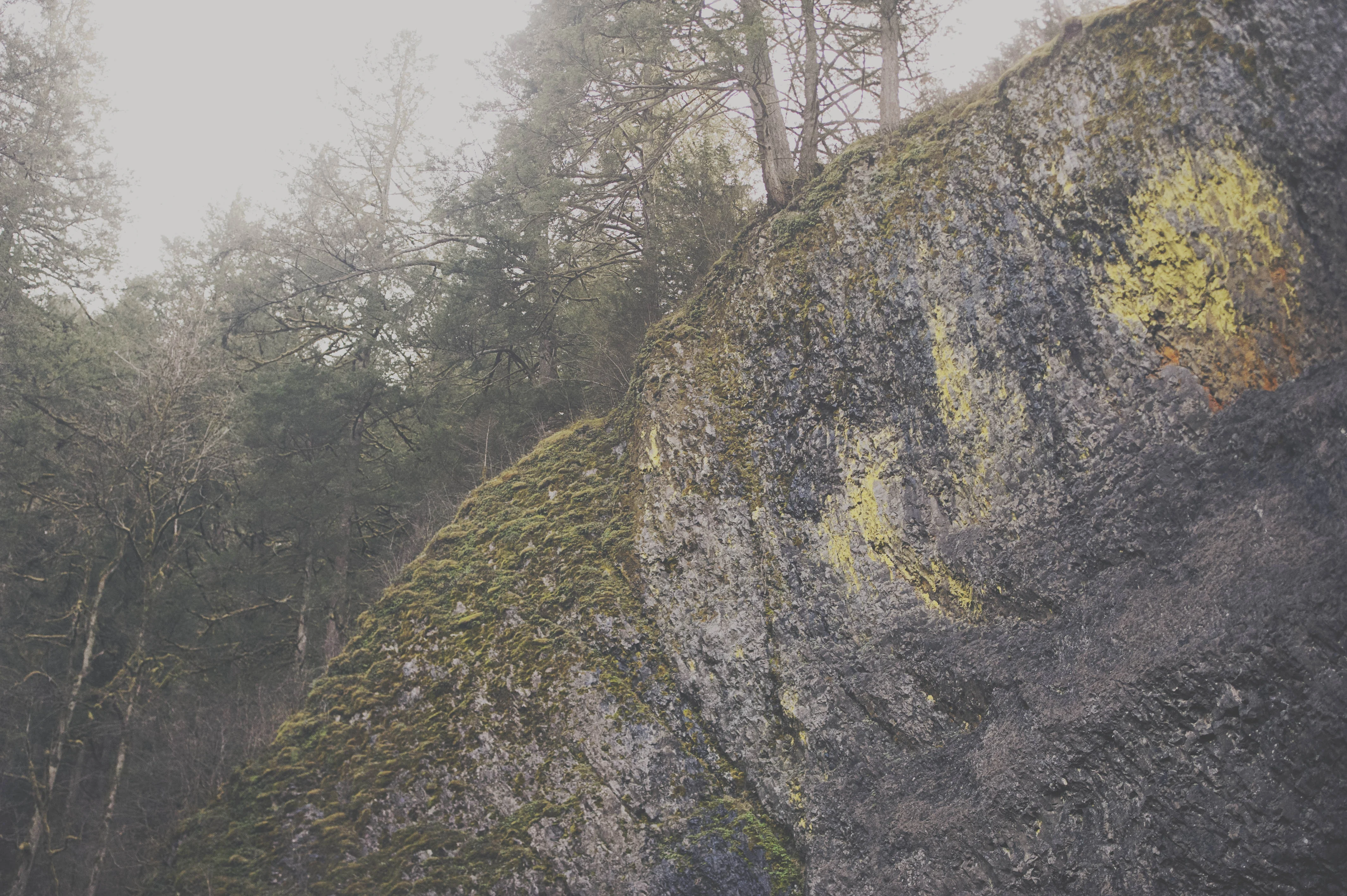 Forest Engagements